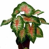 Каладиум - Caladium  D14 H25