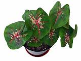 Каладиум - Caladium D12 H25