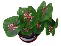 Каладиум - Caladium D12 H25