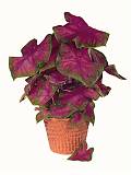Каладиум - Caladium D12 H25