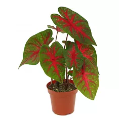 Каладиум - Caladium D17 H35