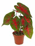 Каладиум - Caladium D17 H35