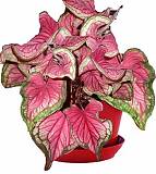 Каладиум - Caladium D17 H35