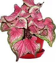Каладиум - Caladium D17 H35