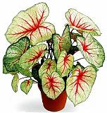Каладиум - Caladium D17 H35