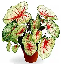 Каладиум - Caladium D17 H35