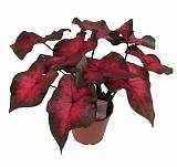 Каладиум - Caladium D12 H25