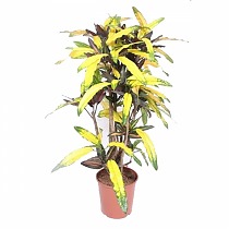 Кодиеум Манго бранч - Codiaeum Mango Branched D30 H140