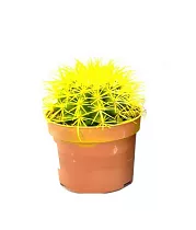 Эхинокактус Грузони желтый - Echinocactus grusonii painted D5 H9
