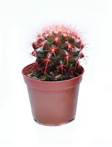 Эхинокактус Грузони красный - Echinocactus grusonii painted D7 H12