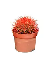Эхинокактус Грузони красный - Echinocactus grusonii painted D5 H9