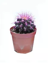 Эхинокактус Грузони фиолетовый - Echinocactus grusonii painted D7 H12