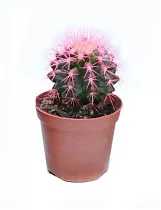 Эхинокактус Грузони розовый - Echinocactus grusonii painted D7 H12