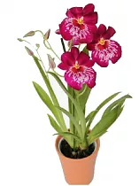 Мильтония малиновая 2 цветоносца - Miltonia D12 H50