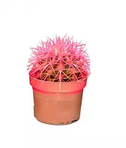 Эхинокактус Грузони розовый - Echinocactus grusonii painted D5 H9