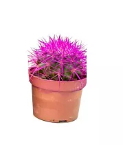 Эхинокактус Грузони малиновый - Echinocactus grusonii painted D5 H9