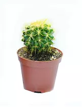 Эхинокактус Грузони - Echinocactus grusonii painted D5 H9