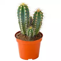 Цереус Форбса - Cereus forbesii D15 H30