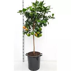 Цитрус Грейпфрут - Citrus paradisi D46 H180