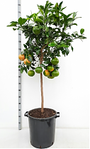 Цитрус Грейпфрут - Citrus paradisi D46 H180