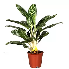Аглаонема Грин Сан - Aglaonema "Green Sun" D14 H45