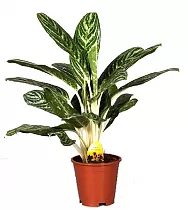 Аглаонема Грин Сан - Aglaonema "Green Sun" D14 H45