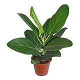 Фикус Бенгальский Андрей - Ficus benghalensis Audrey D12 H25