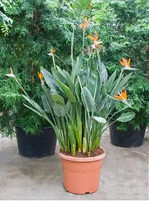 Стрелиция королевская - Strelitzia reginae D40 H220