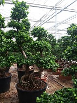 Бонсай фикус Микрокарпа /Фикус Гинсенг (женьшень) -  Bonsai Ficus microcarpa D85 H280