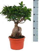 Бонсай Фикус Микрокарпа - Bonsai Ficus microcarpa D15 H35