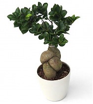 Бонсай Фикус Микрокарпа в белом керамическом кашпо - Bonsai Ficus microcarpa D12 H30