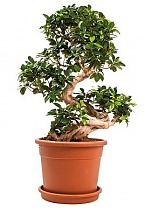 Бонсай Фикус Микрокарпа - Bonsai Ficus microcarpa D35 H100