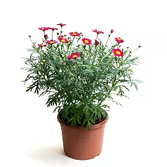 Аргирантемум - Argyranthemum D14 H20