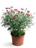 Аргирантемум - Argyranthemum D14 H20
