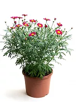 Аргирантемум - Argyranthemum D14 H20