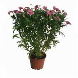 Аргирантемум - Argyranthemum D15 H25