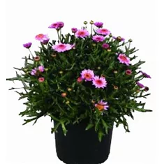 Аргирантемум - Argyranthemum D13 H15