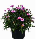 Аргирантемум - Argyranthemum D13 H15