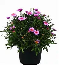 Аргирантемум - Argyranthemum D13 H15