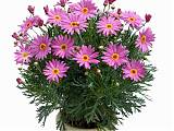 Аргирантемум - Argyranthemum D13 H15