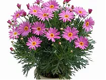 Аргирантемум - Argyranthemum D13 H15