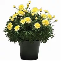 Аргирантемум - Argyranthemum D14 H20
