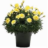 Аргирантемум - Argyranthemum D14 H20