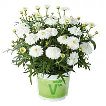 Аргирантемум - Argyranthemum D13 H15
