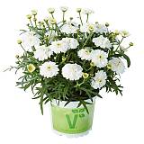 Аргирантемум - Argyranthemum D13 H15