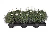 Аргирантемум - Argyranthemum D11 H15