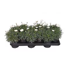 Аргирантемум - Argyranthemum D11 H15