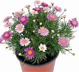 Аргирантемум - Argyranthemum D13 H15