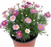 Аргирантемум - Argyranthemum D13 H15