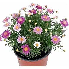 Аргирантемум - Argyranthemum D13 H15